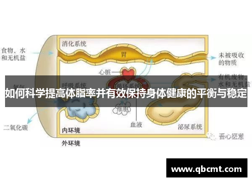 如何科学提高体脂率并有效保持身体健康的平衡与稳定